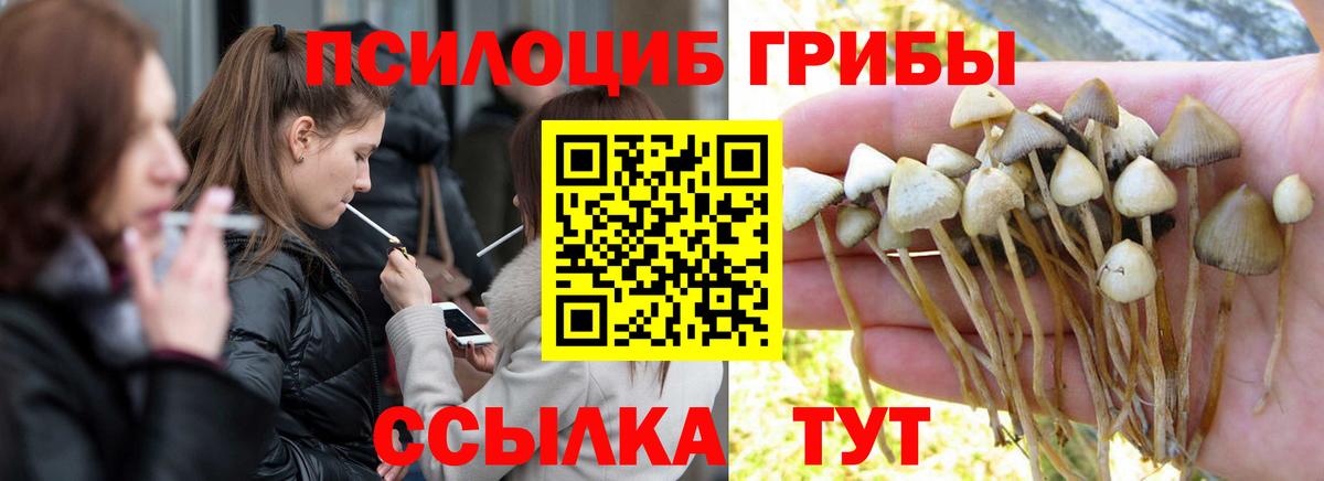 Электросталь  сколько стоит  Вход с VPN  Галлюциногенные грибы Psilocybe 